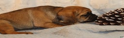 Puggle dogs for sale: Ama - Ad 2