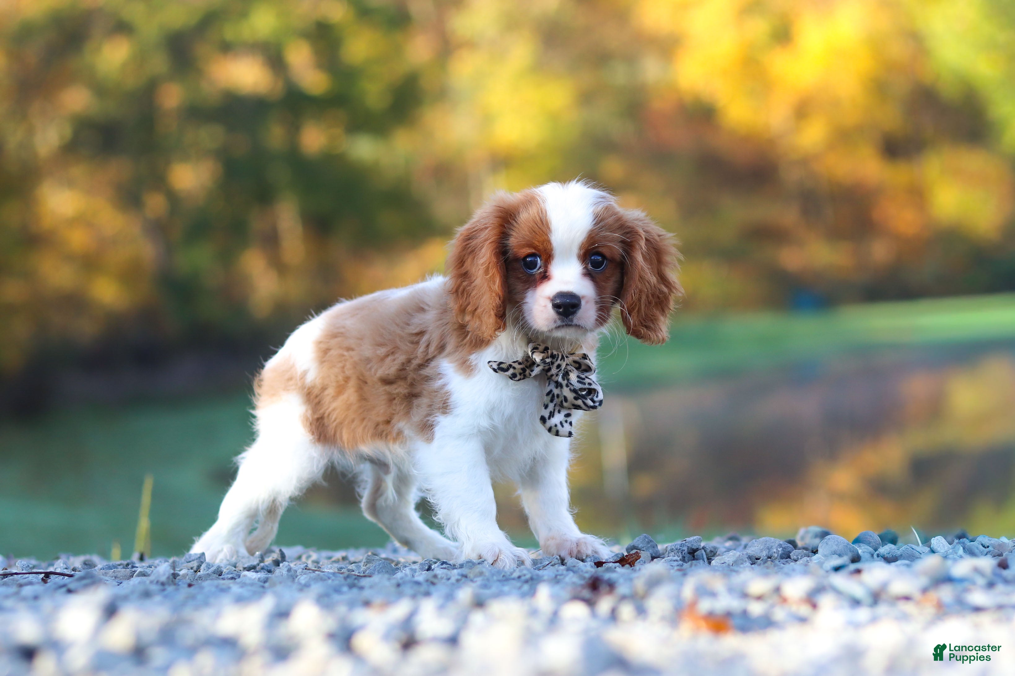 Cavalier King Charles Spaniel dogs Theo - Ad 2