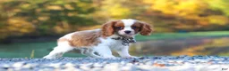 Cavalier King Charles Spaniel dogs for sale: Theo - Ad 2