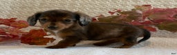Miniature Dachshund dogs for sale: Mini - Ad 3