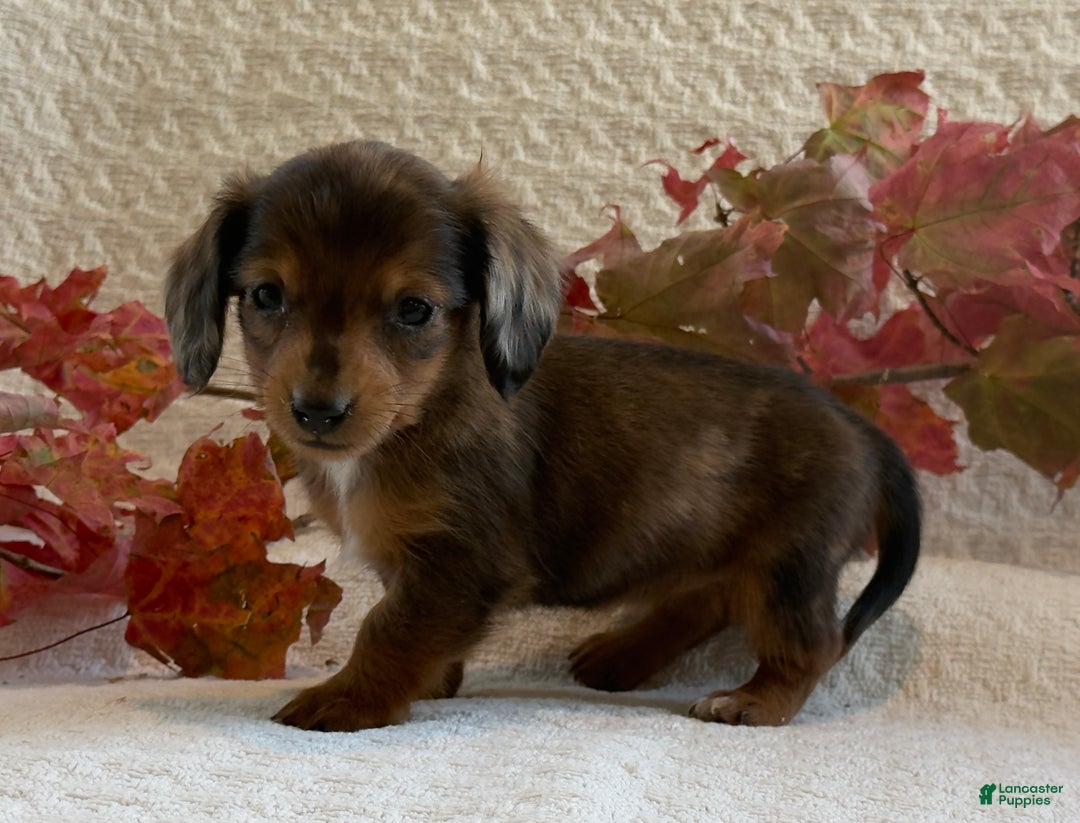 Miniature Dachshund dogs for sale: Mini - Ad 3