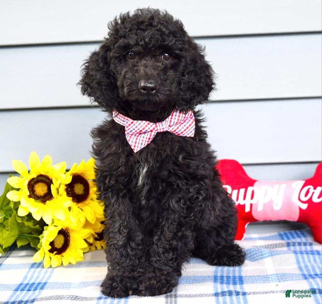 Labradoodle dogs Chester - Ad 1