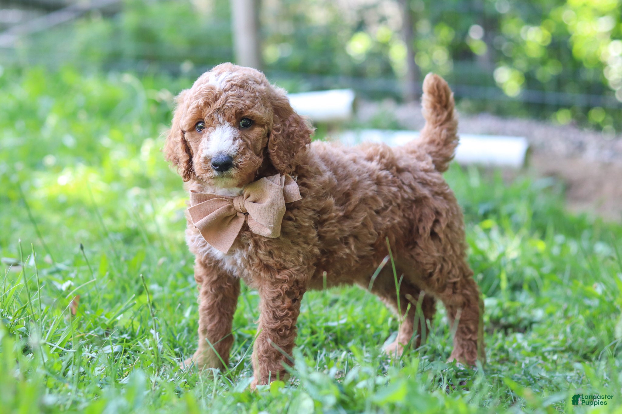 Standard Poodle dogs Isaiah AKC - Ad 1