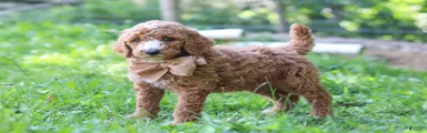Isaiah AKC