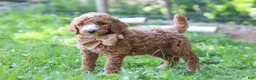 Standard Poodle dogs for sale: Isaiah AKC - Ad 1