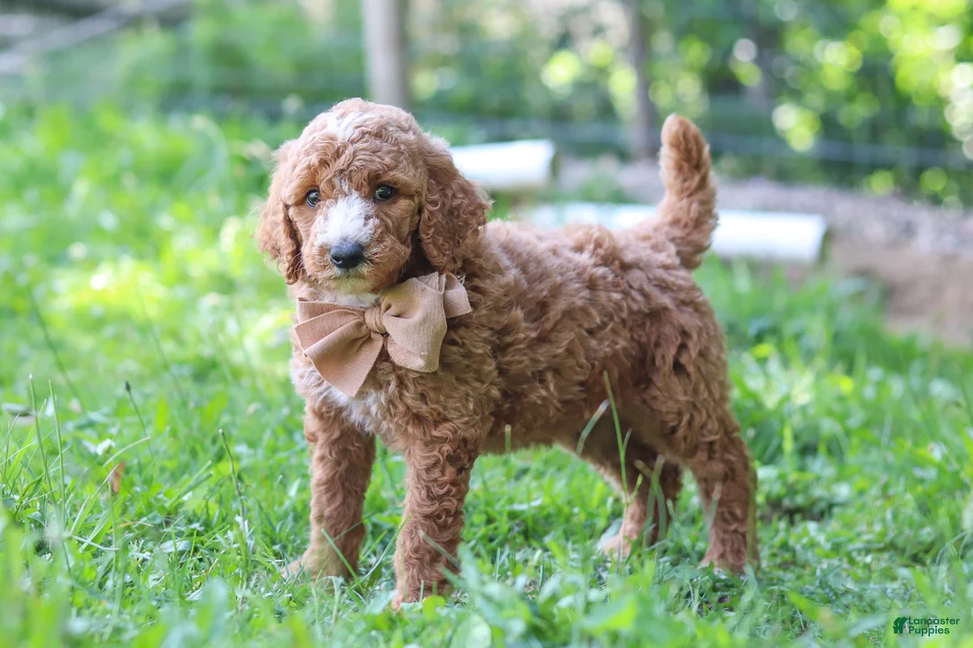 Standard Poodle dogs for sale: Isaiah AKC - Ad 1