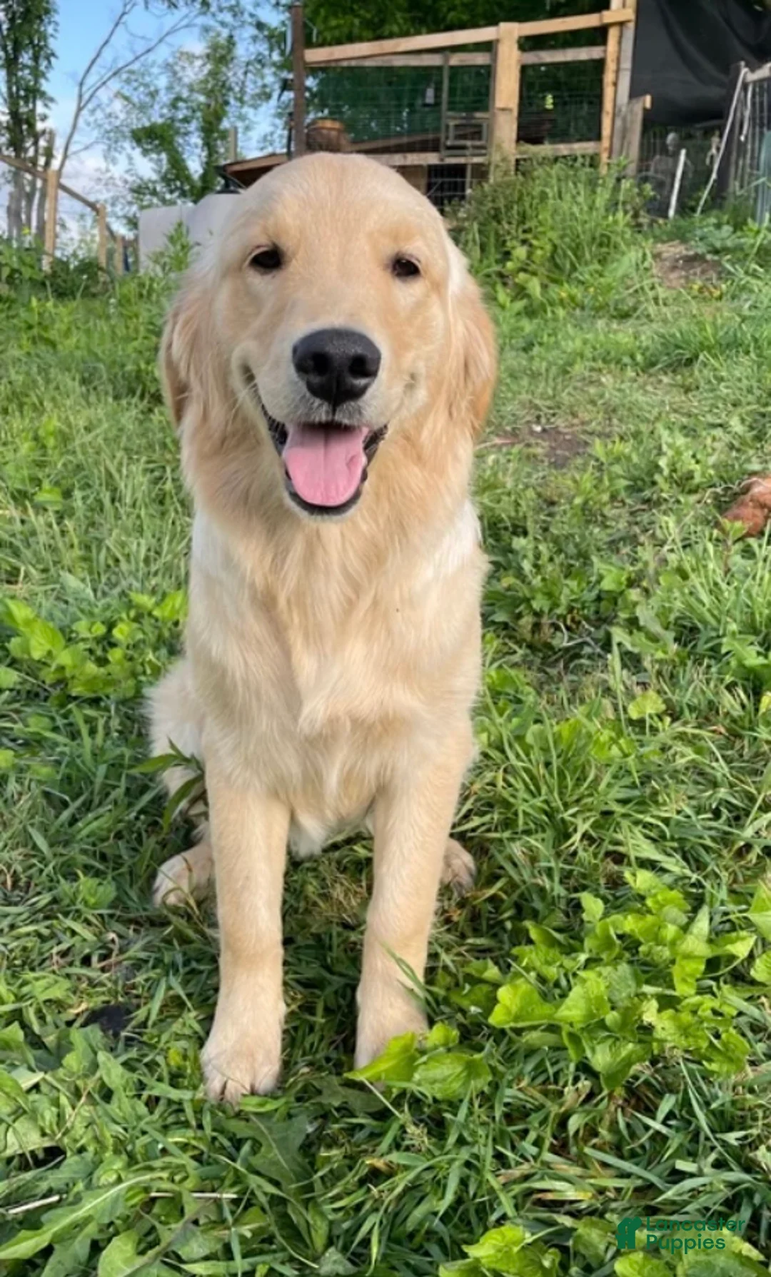 Golden Retriever dogs for sale:  Austin - Ad 2