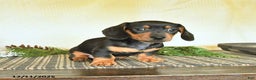 Dachshund dogs for sale: River - Ad 3