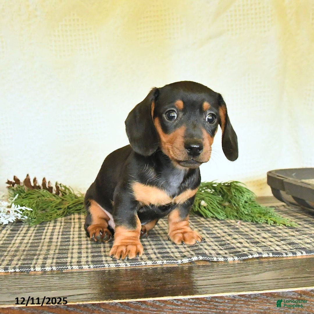 Dachshund dogs for sale: River - Ad 3