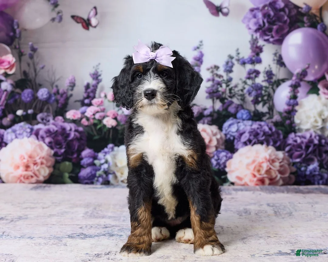 Bernedoodle dogs for sale: Luna - Ad 1
