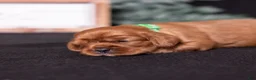 Cavalier King Charles Spaniel dogs for sale: Galileo - Ad 4