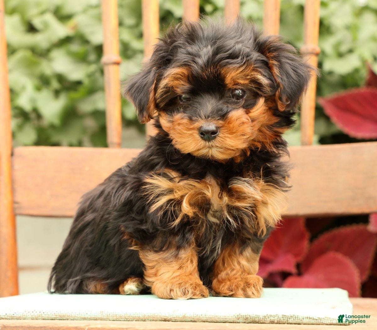 Morkie dogs Dawn - Ad 2