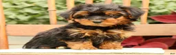 Morkie dogs for sale: Dawn - Ad 2