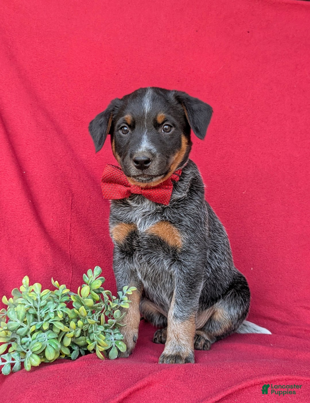 Australian Cattle Dog dogs for sale: Sherman - Ad 1