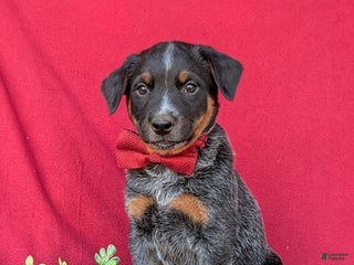 Australian Cattle Dog dogs Sherman - Ad 40