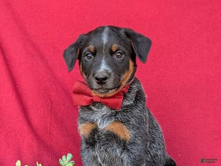 Australian Cattle Dog dogs Sherman - Ad 37