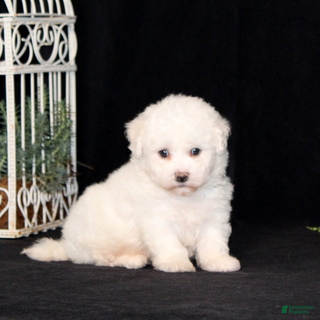 Bichon Frise dogs Elvira - Ad 1