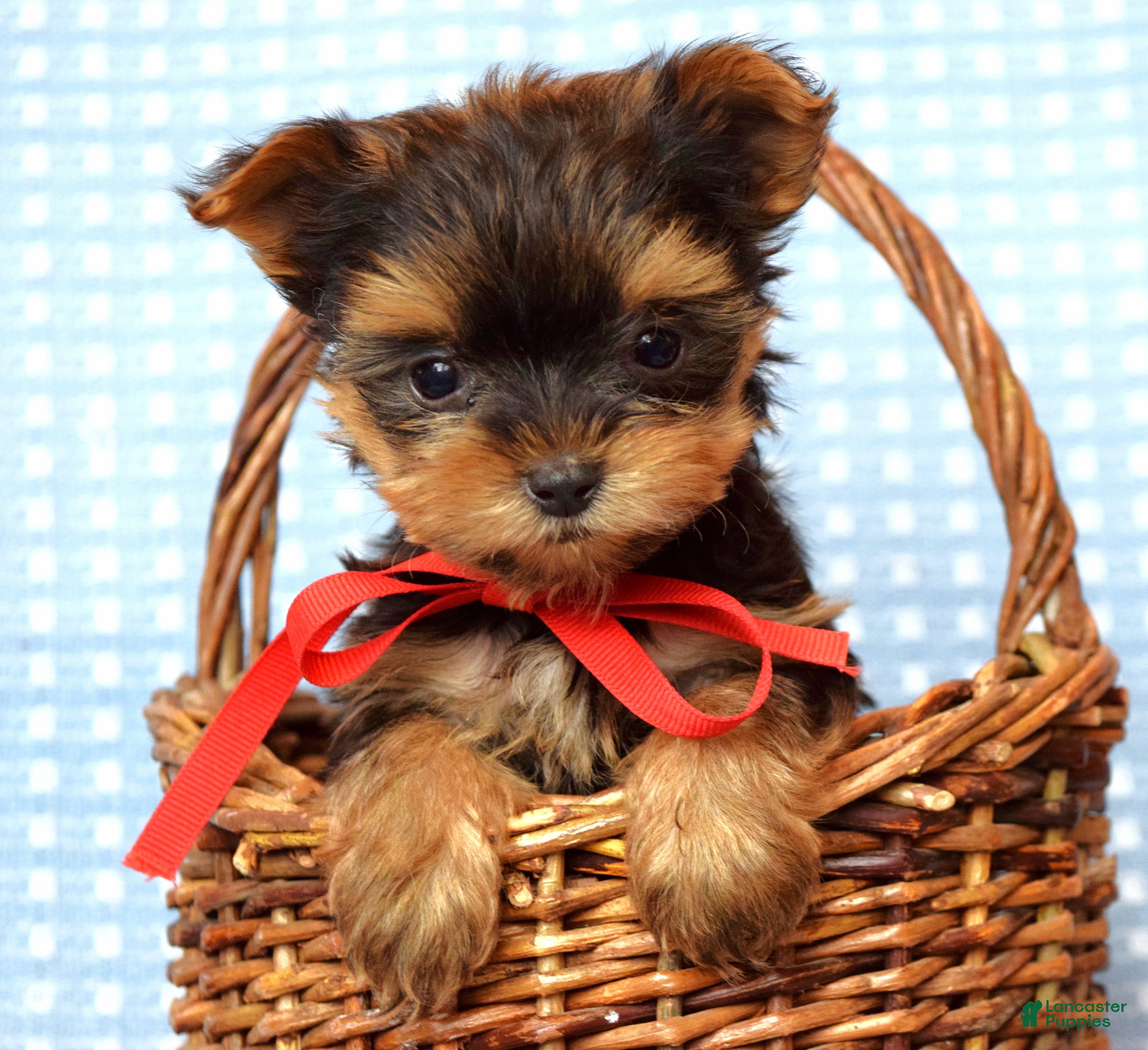 Yorkshire Terrier dogs Cooper - Ad 36