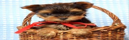 Yorkshire Terrier dogs for sale: Cooper - Ad 1
