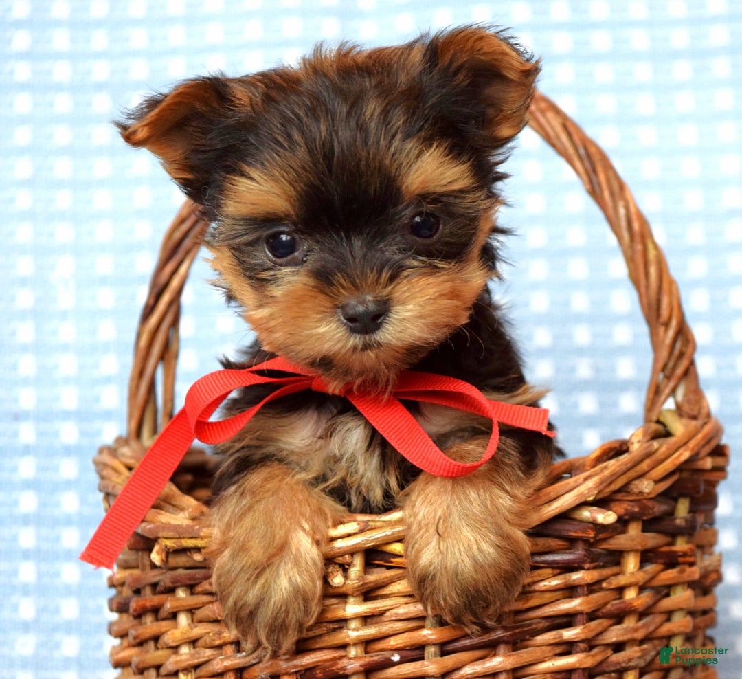 Yorkshire Terrier dogs for sale: Cooper - Ad 1