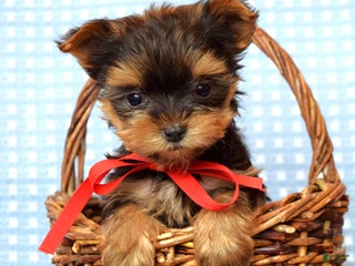 Yorkshire Terrier dogs Cooper - Ad 34