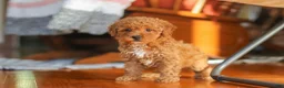 Miniature Poodle dogs for sale: Fiona - Ad 3
