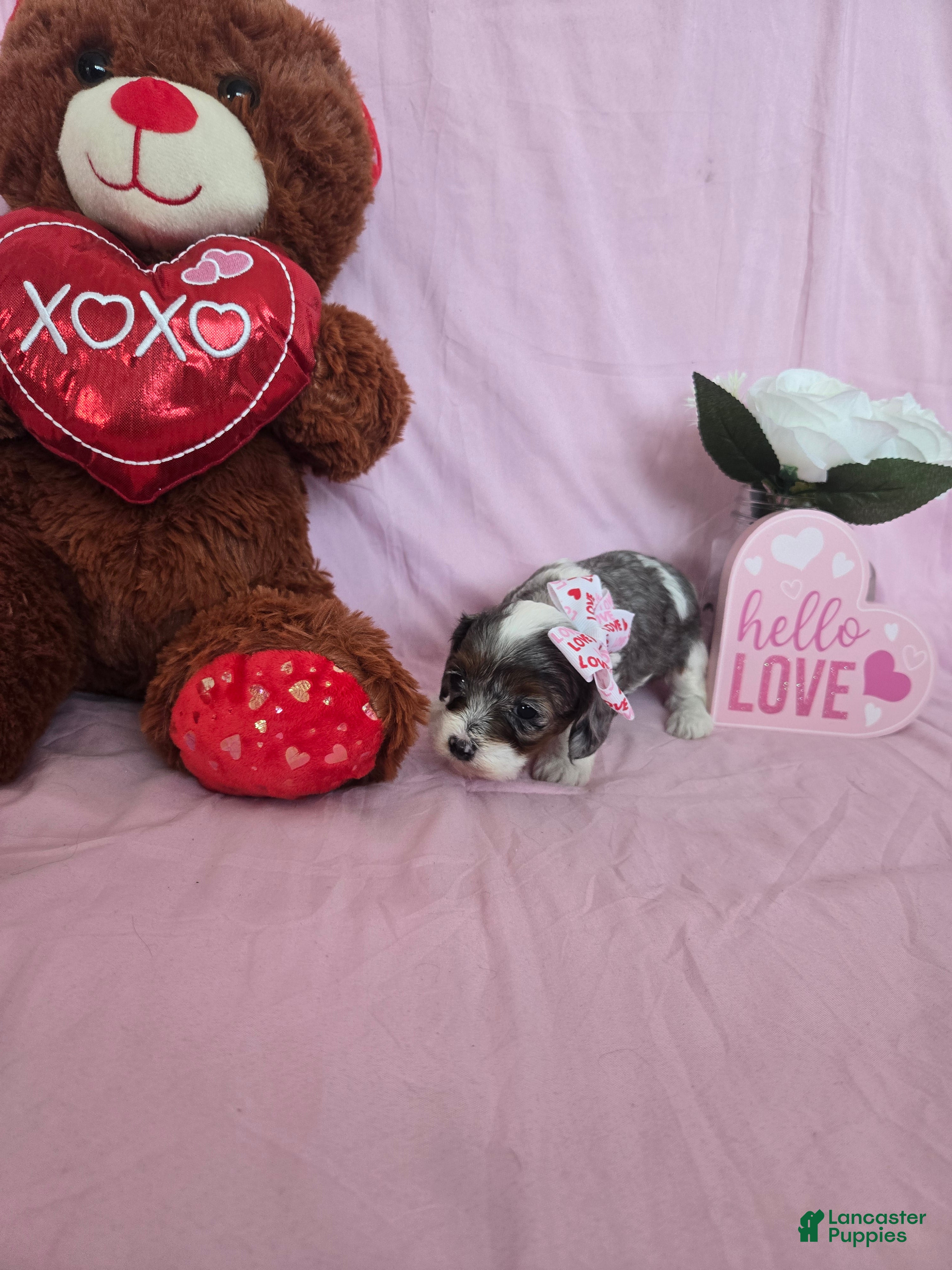 Cavapoo dogs Piglet - Ad 2