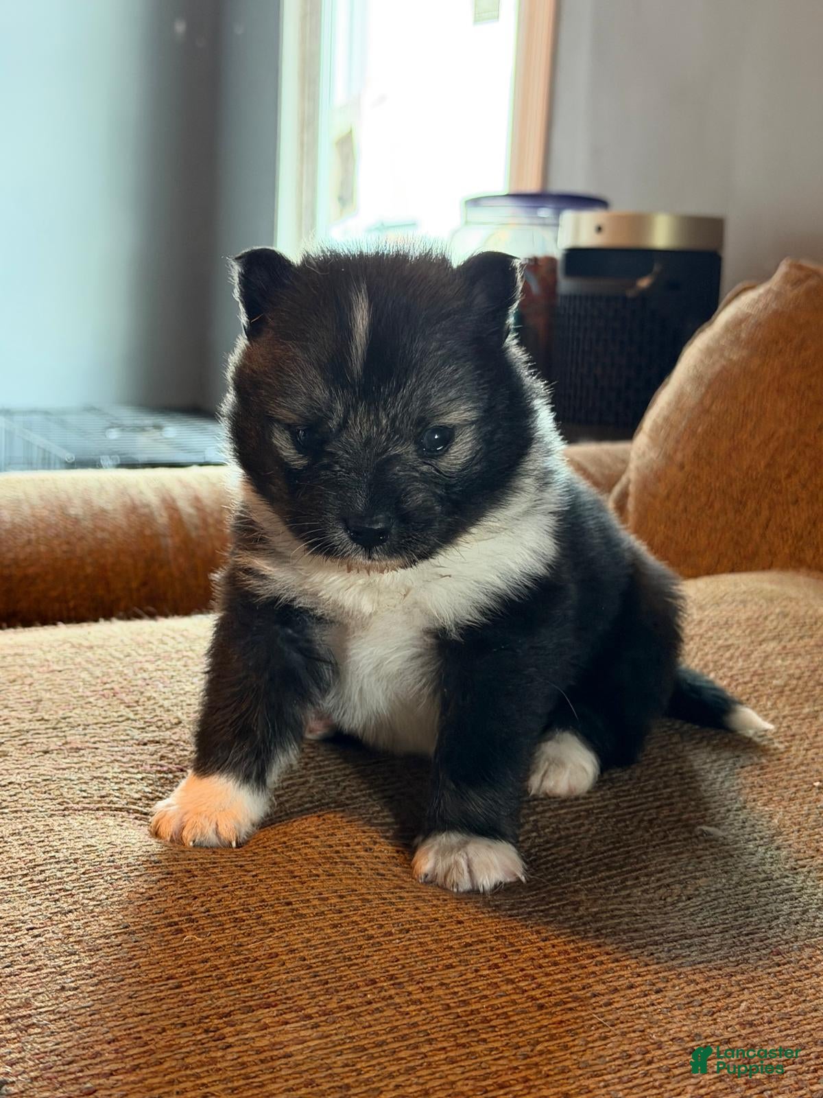 Mixed Breed dogs Mixed Breed Puppy 1 - Ad 17