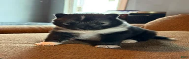Mixed Breed Puppy 1