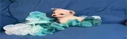 Chihuahua dogs for sale: Chihuahua 1 - Ad 1