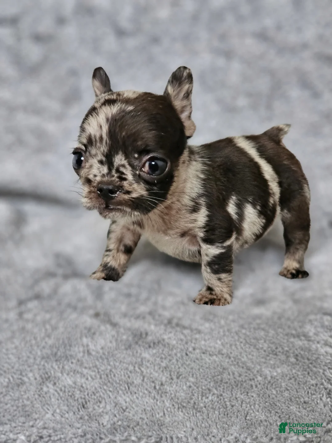 French Bulldog dogs for sale: French Bulldog Puppy 3 - Ad 3