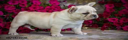French Bulldog dogs for sale: Snow - Ad 5