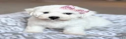Bichon Frise dogs for sale: Lacey - Ad 4
