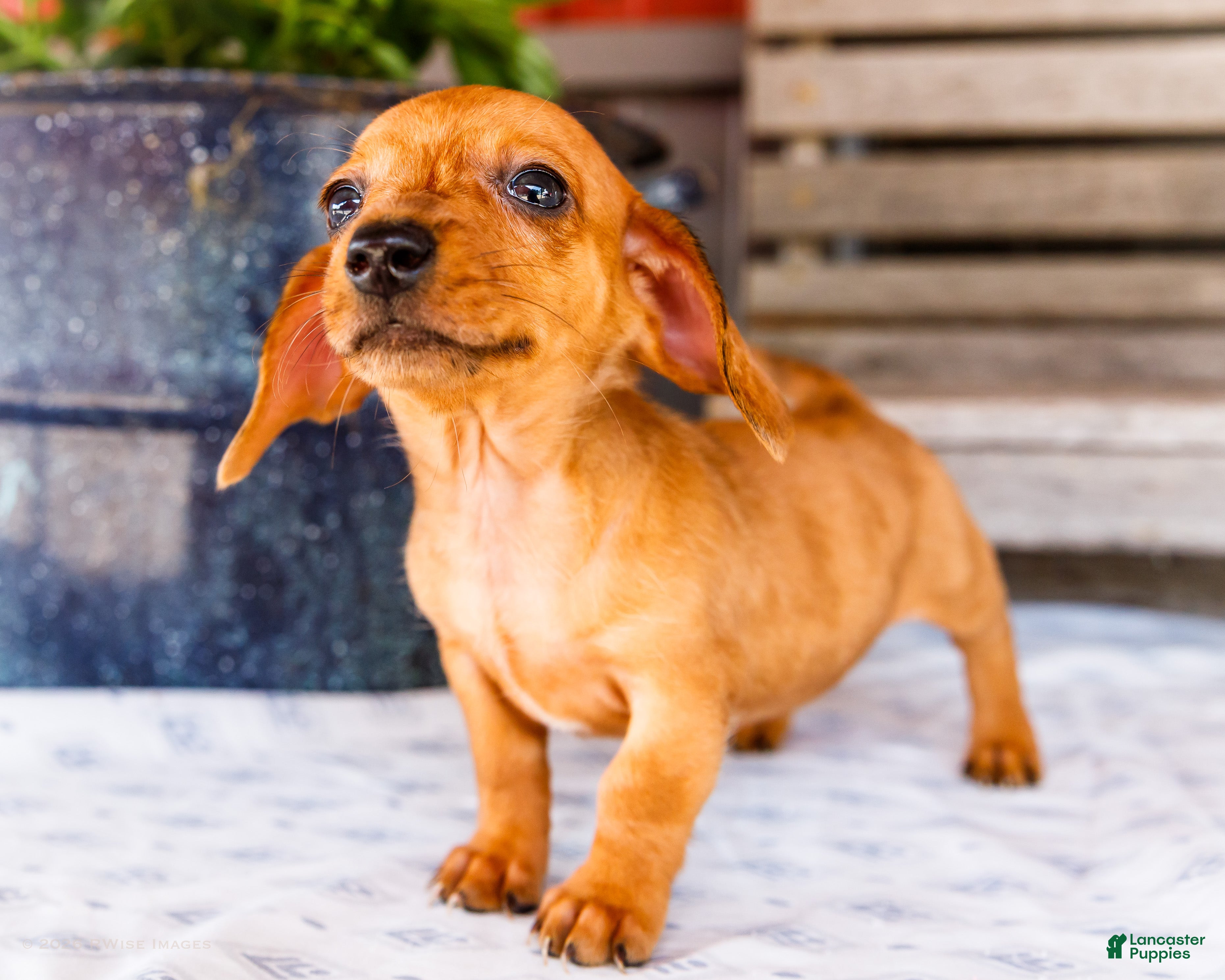 Miniature Dachshund dogs Cooper - Ad 1