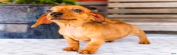 Miniature Dachshund dogs for sale: Cooper - Ad 1