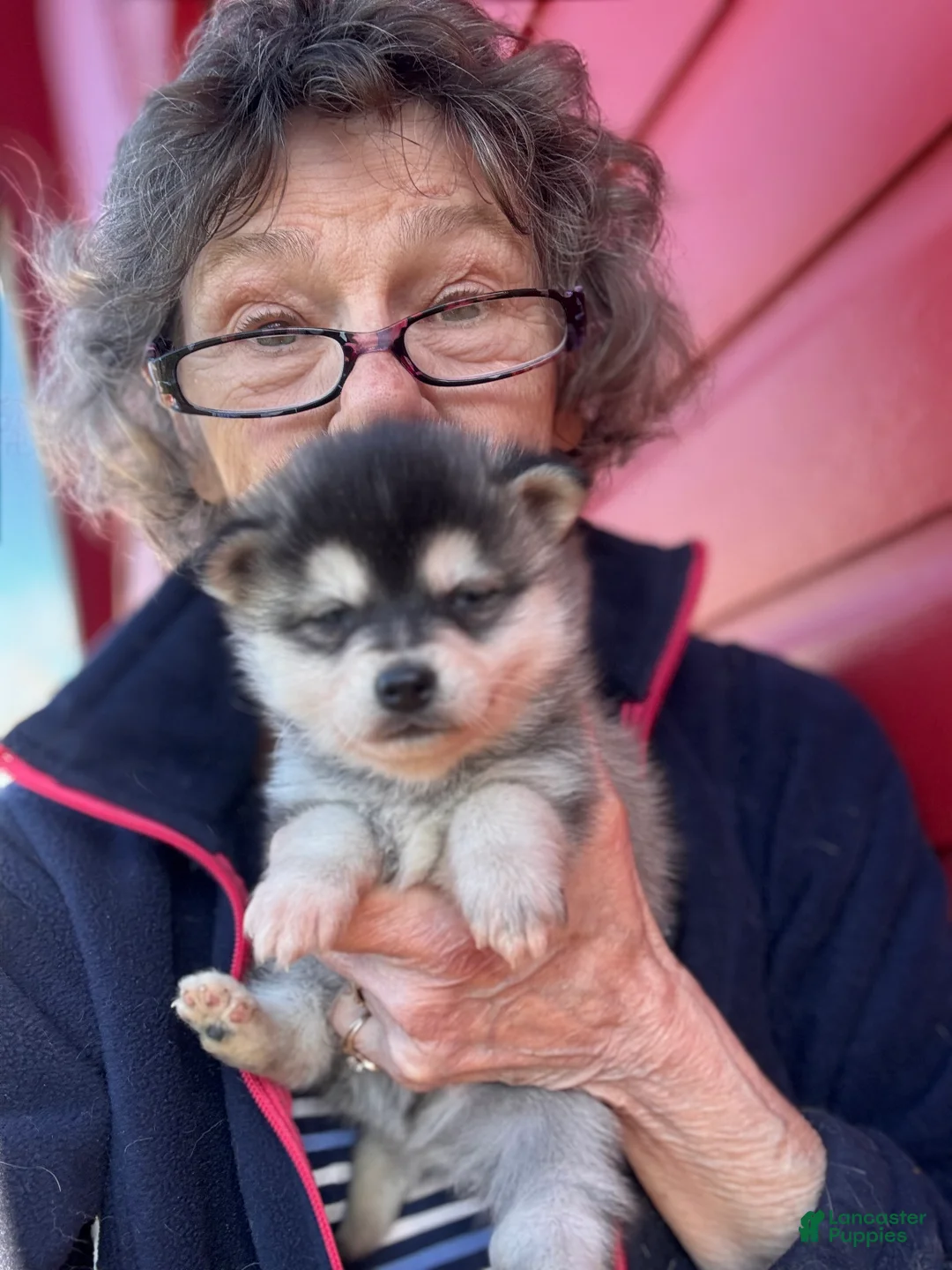 Alaskan Klee Kai dogs for sale: Alaskan Klee Kai Puppy 1 - Ad 2