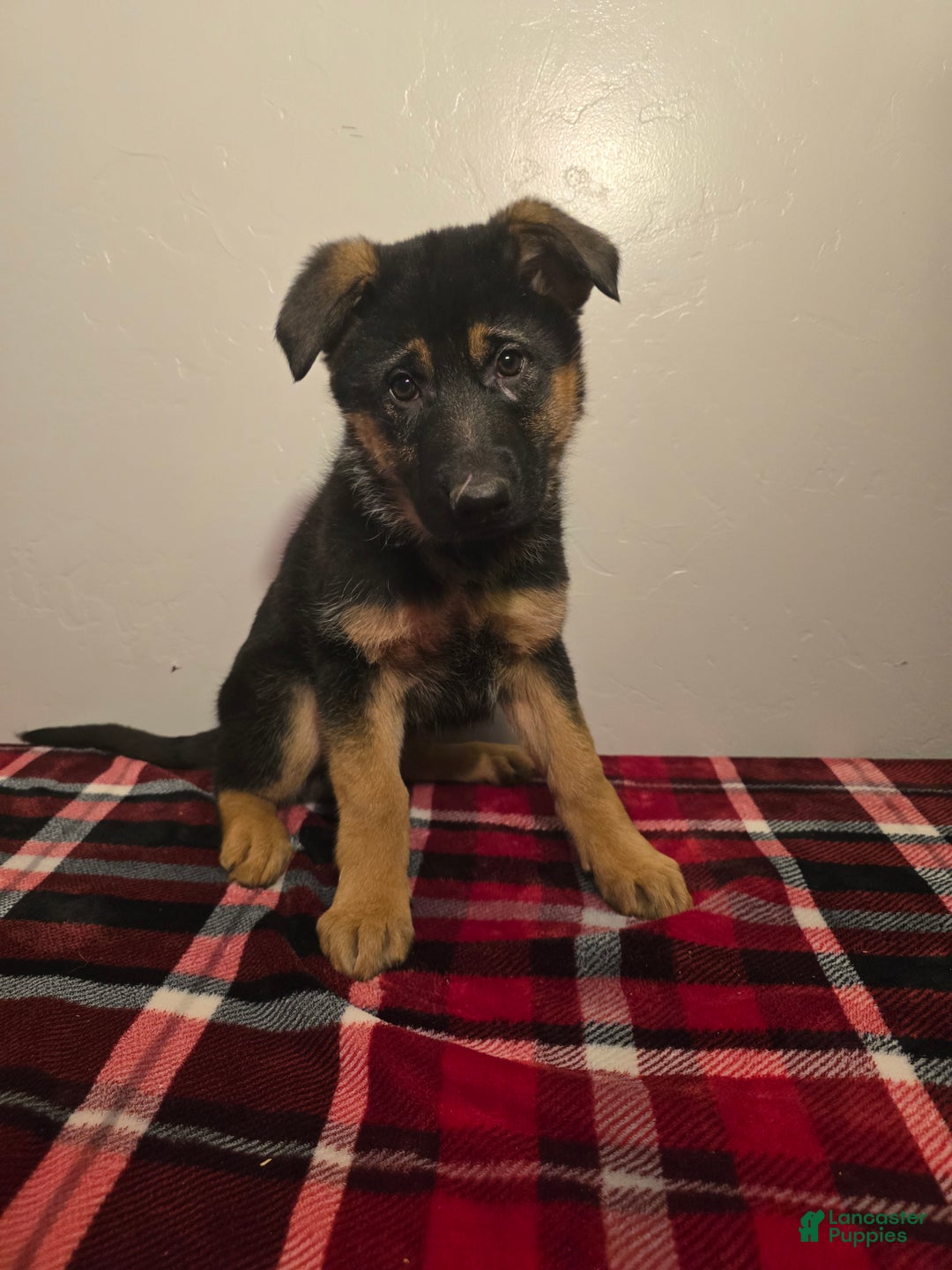 German Shepherd dogs for sale: Anika - Ad 2