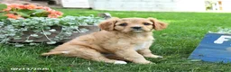 Cavapoo dogs for sale: Lissa - Ad 2