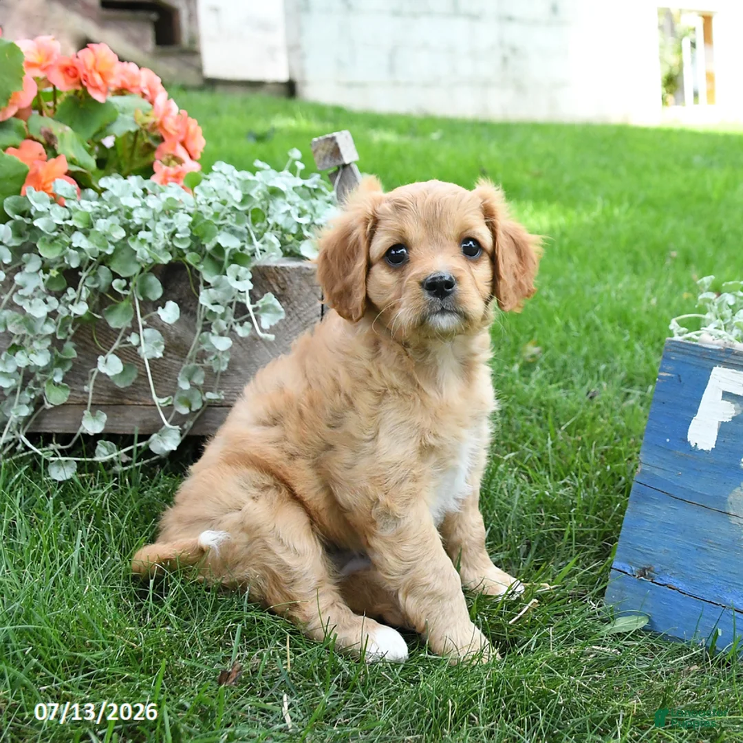 Cavapoo dogs for sale: Lissa - Ad 2