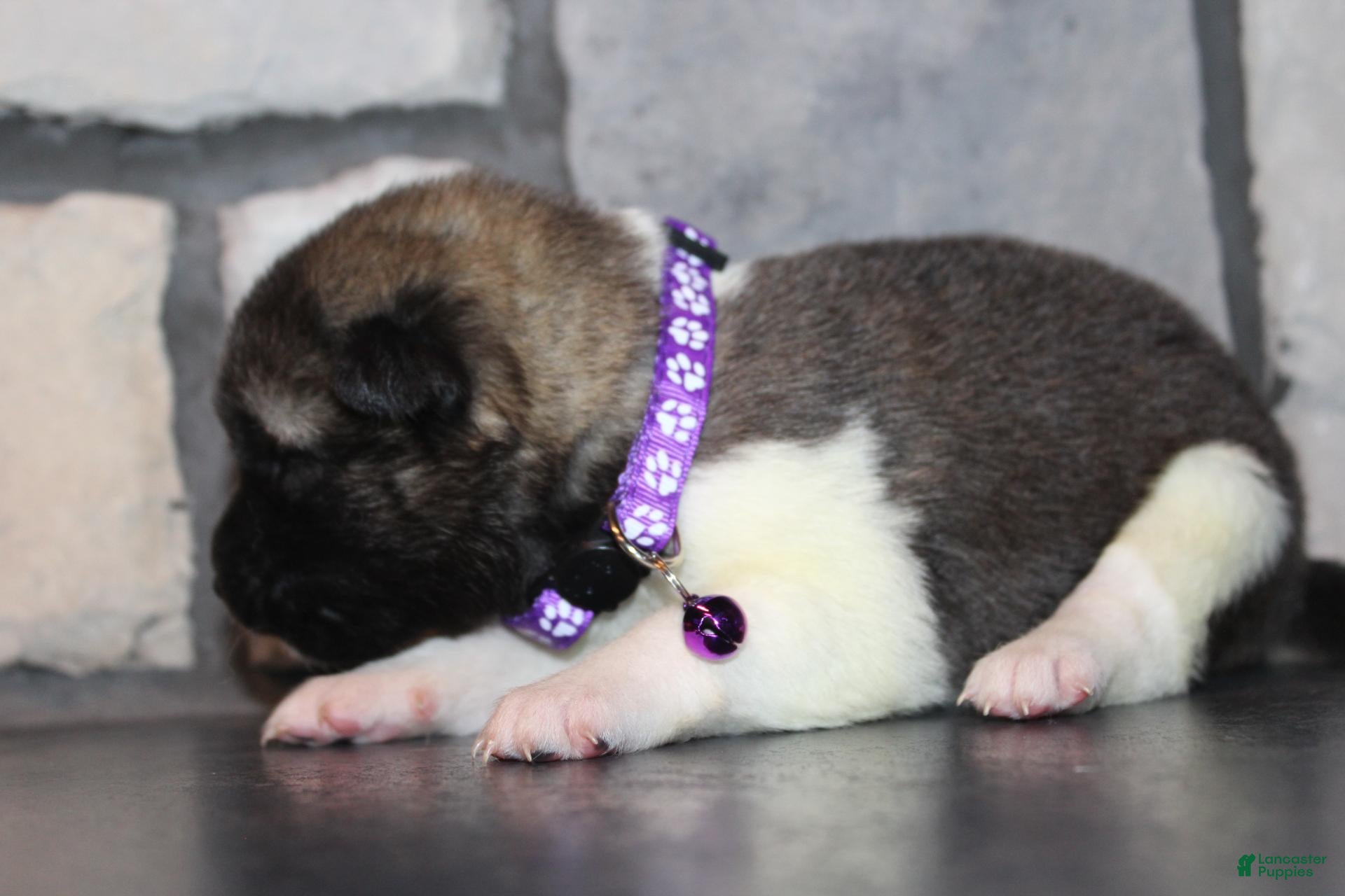 Akita dogs for sale: AKC Kuma - Ad 2