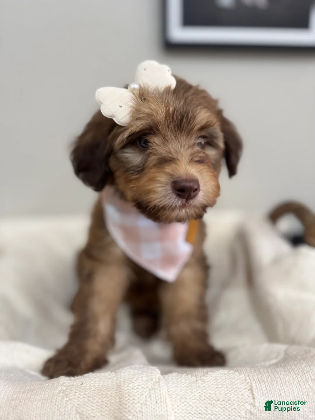Mini Bernedoodle dogs for sale: Mini Bernedoodle Mocha- Pink Collar - Ad 2