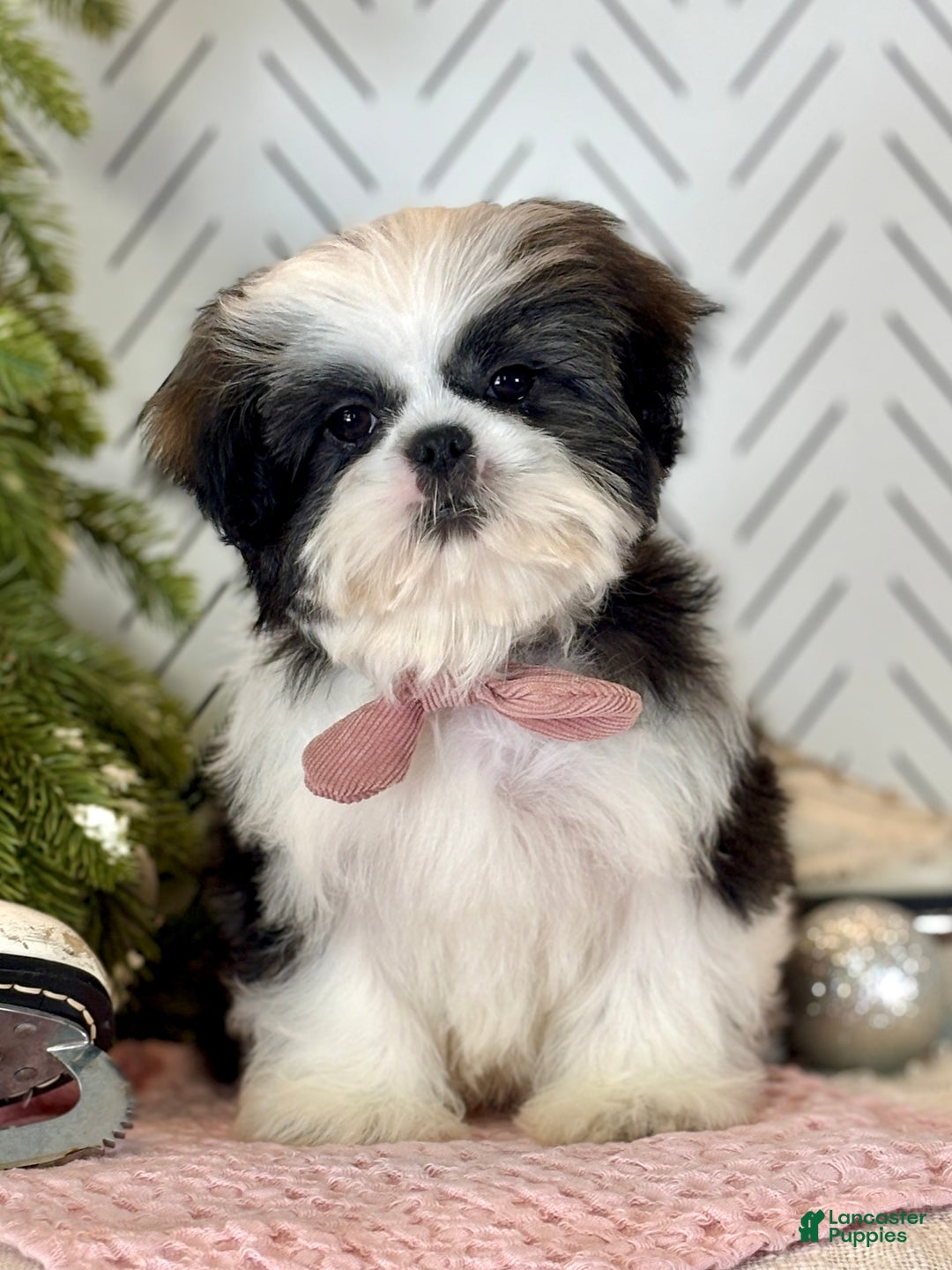Shih Tzu dogs for sale: Carols - Ad 2