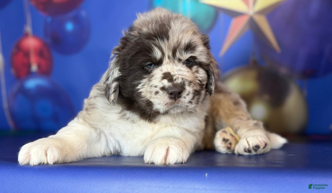 Mixed Breed dogs for sale: Studdly OFA DNA  - Ad 13