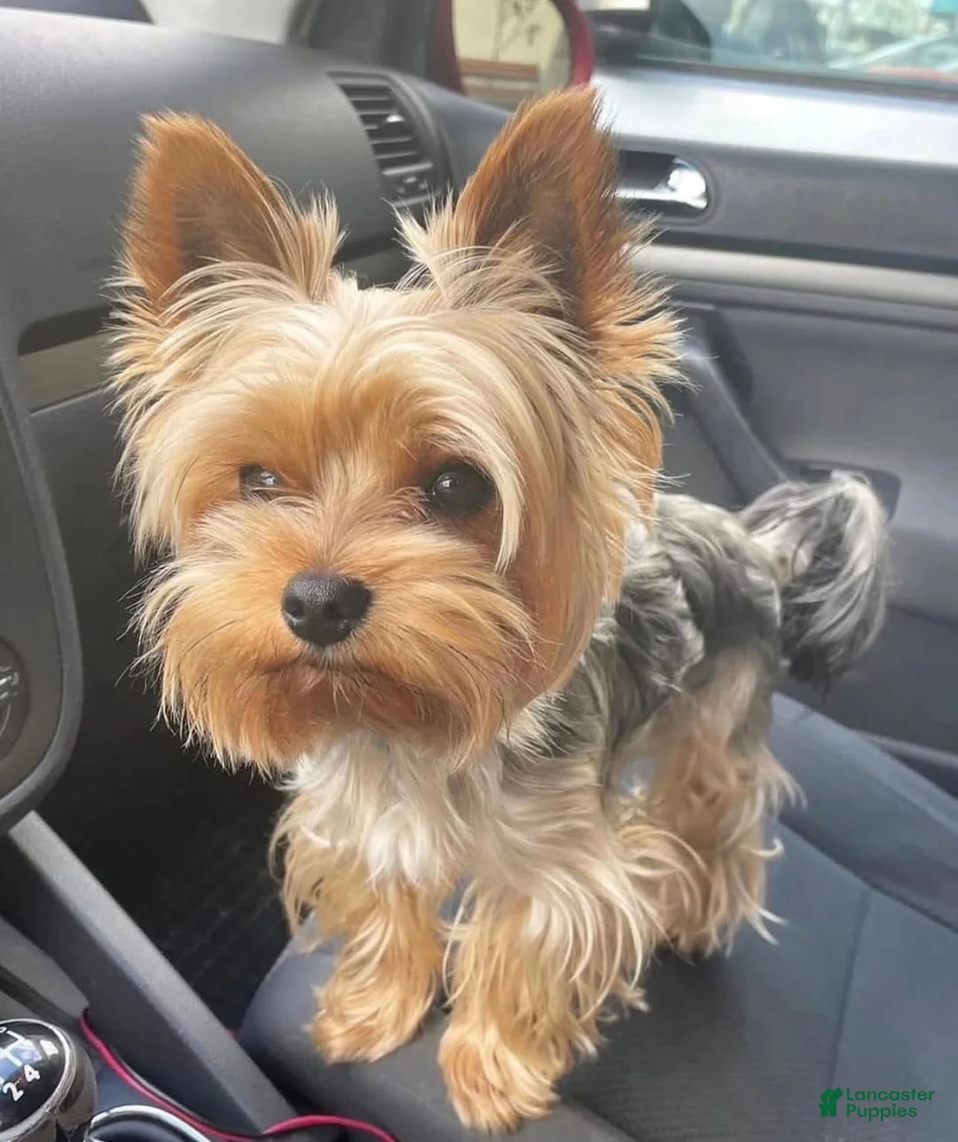 Yorkshire Terrier dogs for sale: Yorkshire Terrier 2 - Ad 1