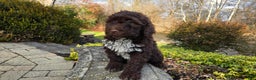 Portuguese Water Dog dogs for sale: Tori - Ad 24
