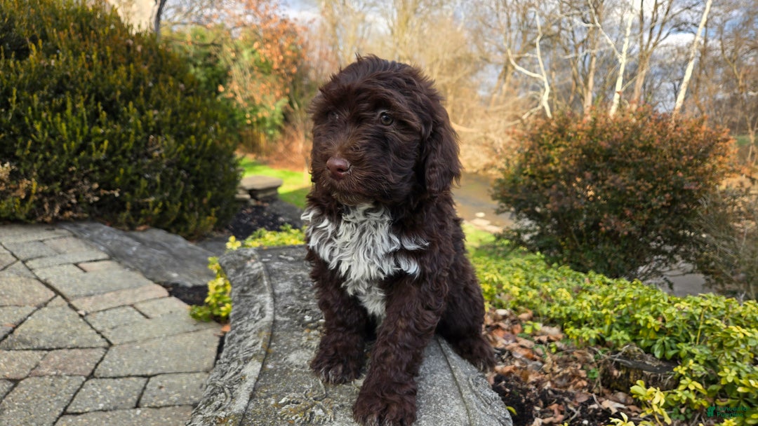 Portuguese Water Dog dogs for sale: Tori - Ad 24