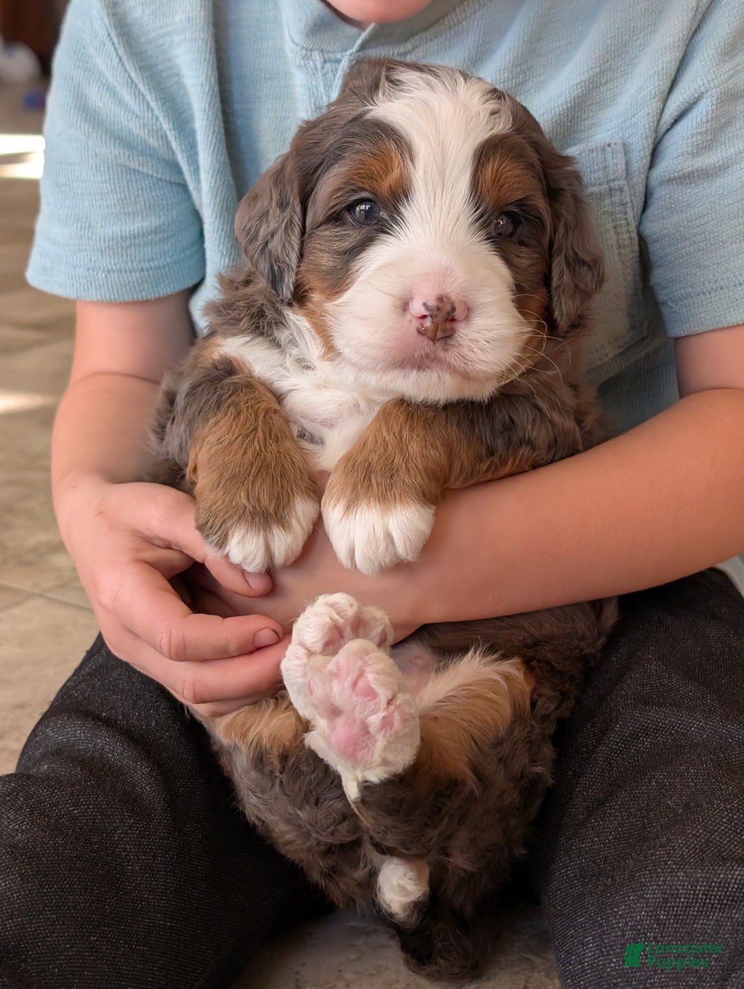 Mini Bernedoodle dogs for sale: Mini Marlo  - Ad 3