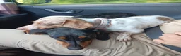 Miniature Dachshund dogs for sale: Poppyseed  - Ad 4