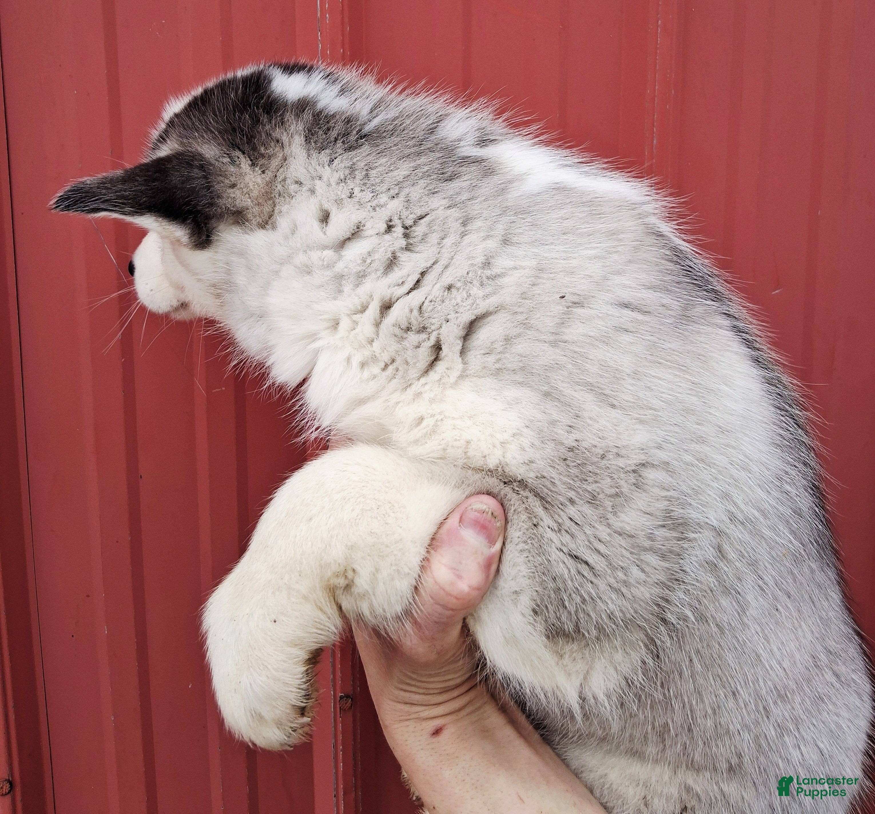 Siberian Husky dogs Trigger - Ad 2