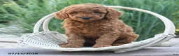 Miniature Poodle dogs for sale: Helina - Ad 3